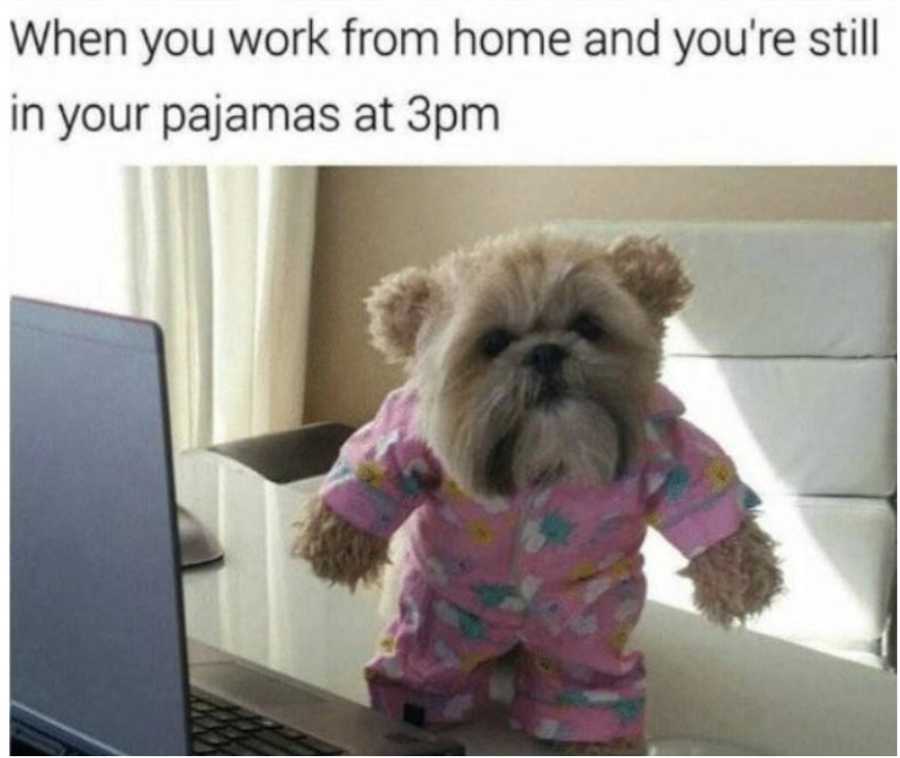 meme hund i pyjamas